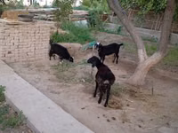 Goat, Goats — photo 1