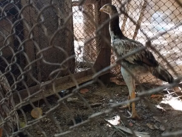 Chickens