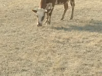 Cow, Cattle — photo 3
