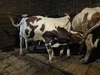 Toro, Simmental cattle — foto 1
