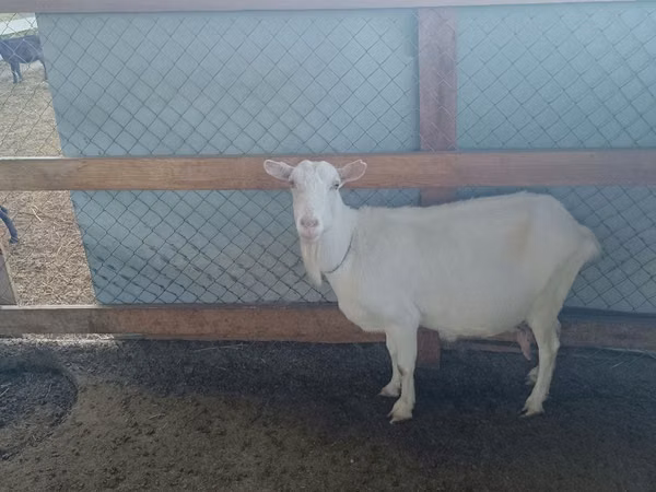 Goat, Goats — Moldova