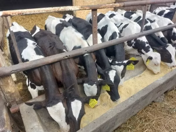 Bou, Rasa Holstein — Ungaria