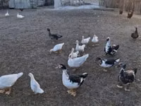 Ducks — عکس 3