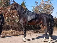 ცხენი, French Trotter — ფოტო 6