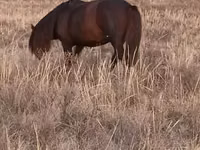 Horse (M), Kazakh horse — photo 2