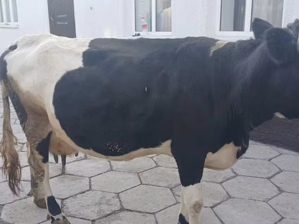 بقرة, Russian Black pied cattle — كازاخستان
