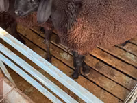 قوچ, Hissar sheep — عکس 3
