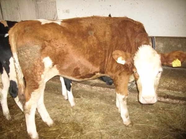 公牛, Simmental cattle