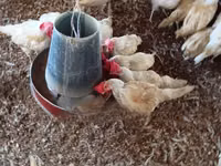 Chickens — sawirka 2