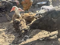Domestic Muscovy — sawirka 2