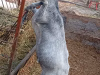 Kambing betina, Saanen goat — foto 4