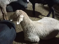 Ram, Sheep — photo 2