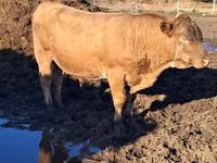 Bull, Auliekol breed — photo 8