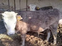 Toro, Simmental cattle — foto 8