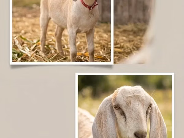Billy Goat, Nubian Goat — Moldova