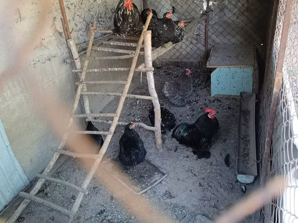 کوچین — قرقیزستان