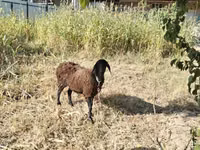 Sheep (batch, sex not specified), Hissar sheep — photo 1