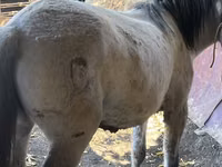 Kuda betina, Horses — foto 6
