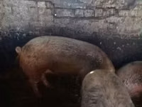 Säue, Schweine — Foto 5