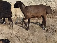 Ram, Sheep — photo 1