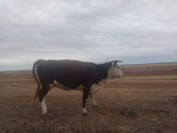 Cow, Latvian Blue cattle — photo 2