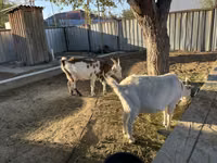 Goat, Saanen goat — photo 1