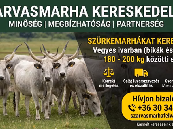 โคเนื้อ (เป็นล็อต, ไม่ระบุเพศ), Ukrainian grey cattle