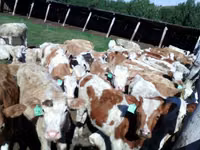 بقرة, Simmental cattle — الصورة 2