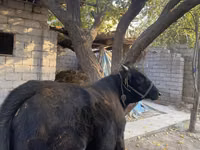 گاو نر, گاو — عکس 3