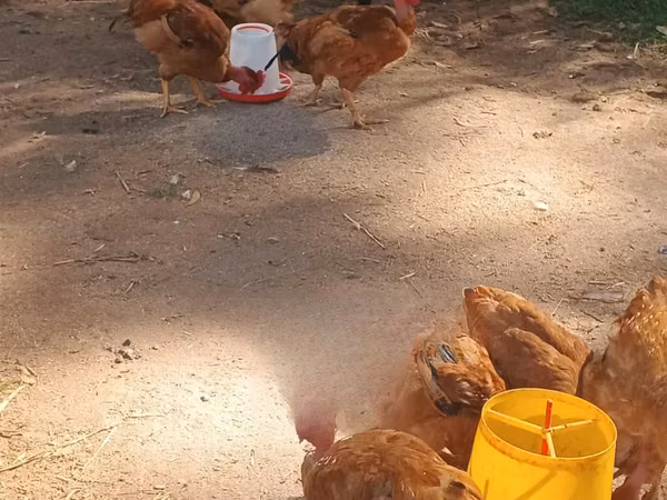 Chickens — Kenya