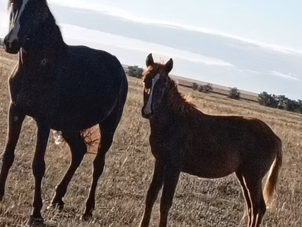 Mare, Horse breed — Kazakhstan