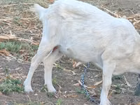 ወንድ ፍየል, Goats — ፎቶ 2