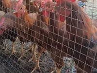 Chickens — عکس 5