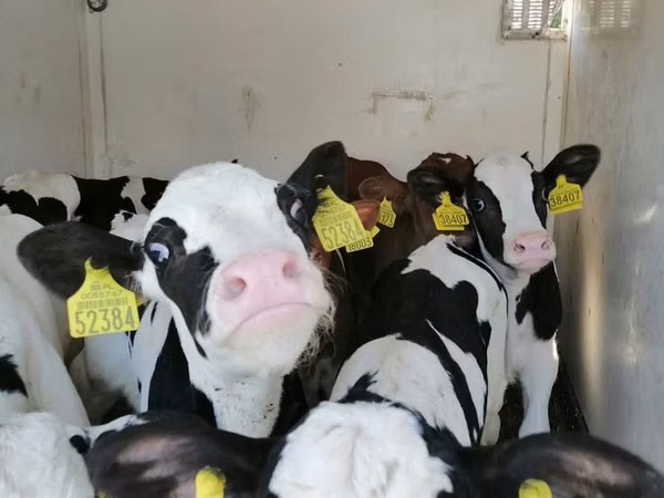 Bull, Russian Black pied cattle — Poland