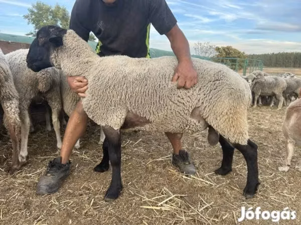 Ram, White Suffolk sheep — Hungary