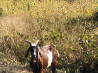 Kambing betina, Goats — foto 4
