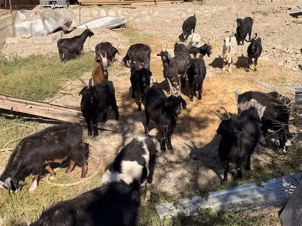 Goats (batch, sex not specified), Goats — Uzbekistan