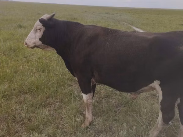 Bull, Russian Black pied cattle — Kazakhstan