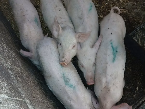 Sow, Pigs — Moldova