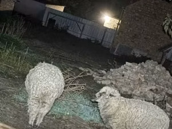 Ram, Sheep