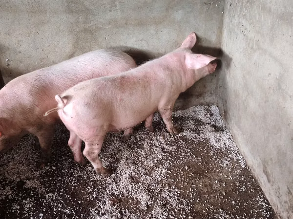 Boar,  — Moldova