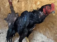 Chickens — تصویر 2