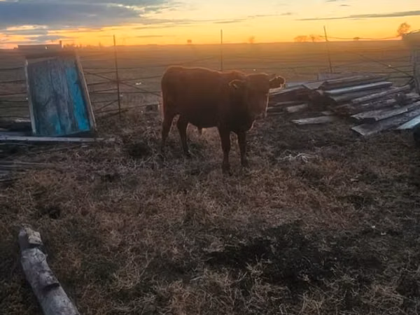 Bull, Cattle