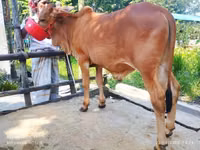 Banteng, Cattle — foto 5