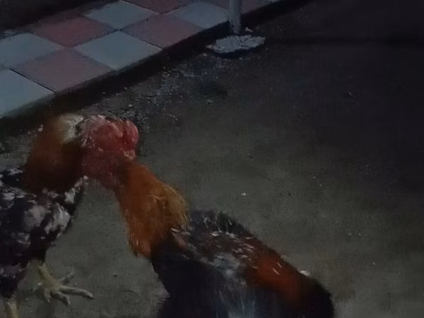 Chickens