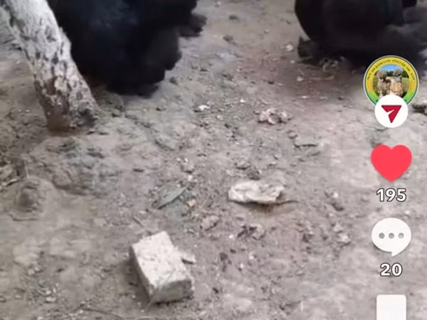 براهما — جمهوری آذربایجان