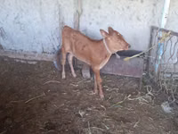 Vache, Bovins — photo 1