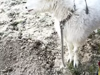 بز ماده, Alpine goat — عکس 1