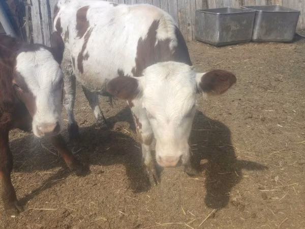 Bull, Cattle — Kazakhstan