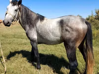 Farasi dume, Mustang — picha 3